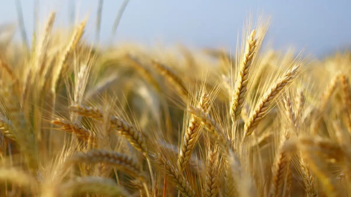 Goldene Weizenähren stehen dicht im Feld unter hellem Sonnenlicht.