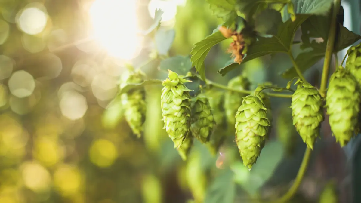 Grüne Hopfenzapfen hängen an einer Pflanze im Sonnenlicht.