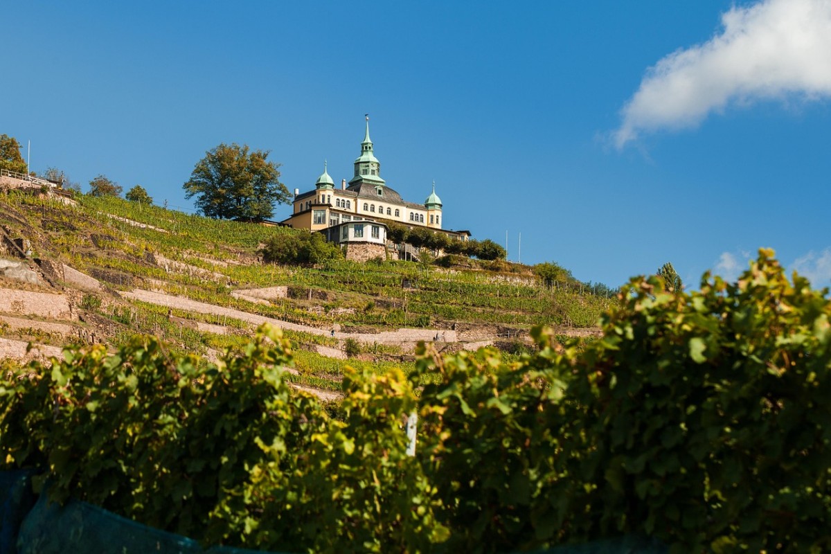 Blick durch die Weinberge, nach oben auf ein weißes Gebäude, mit 3 Spitztürmen.