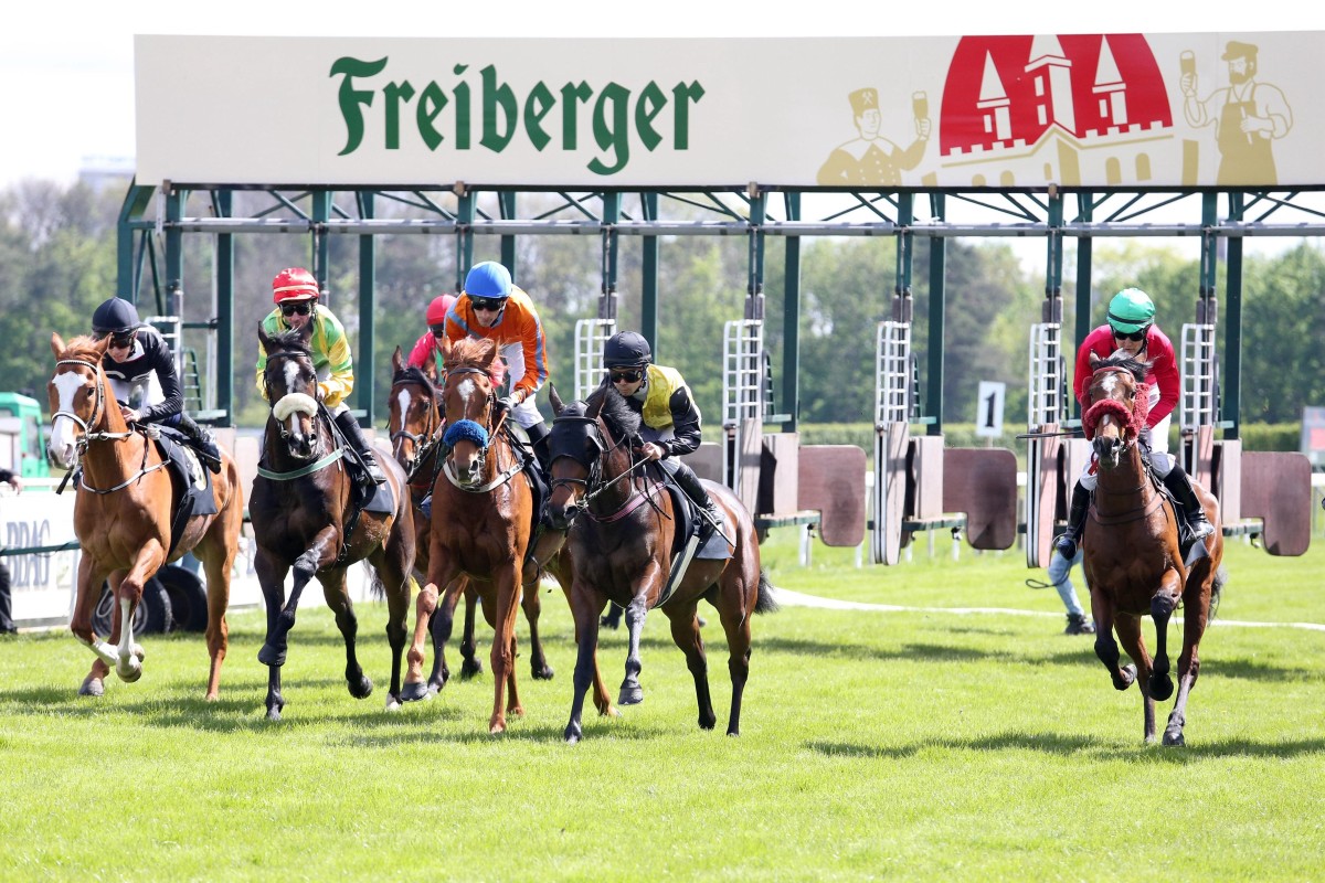 Mehrere Pferde mit Jockey beim Start auf einer Rennbahr, dahinter die Starterbox mit der Aufschrift Freiberger.